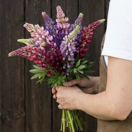 Pixie Delight, Lupine Seeds - Packet image number null